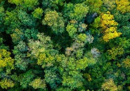 AdobeStock_383540911 (2) (2) Waldlandschaft