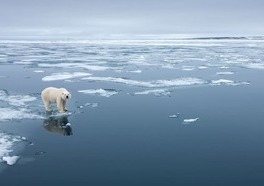 AdobeStock_392951611 (3) Polar Bear